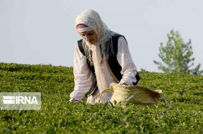 ثبت ملی یادگار پدر چای ایران